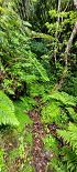 Plants: image 58 Of 208 Thumb